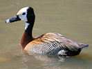 White-Faced W/Duck (WWT Slimbridge 03/06/09) ©Nigel Key