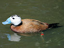 White-Headed Duck (WWT Slimbridge 03/06/09) ©Nigel Key