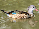 American Wood Duck (WWT Slimbridge 07/08/09) ©Nigel Key