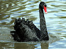 Black Swan (WWT Slimbridge 07/08/09) ©Nigel Key