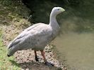 Cape Barren Goose (WWT Slimbridge 07/08/09) ©Nigel Key