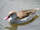 Cape Teal (WWT Slimbridge 07/08/09) ©Nigel Key