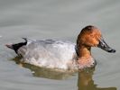 Canvasback (WWT Slimbridge 07/08/09) ©Nigel Key