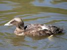 Eider (WWT Slimbridge 07/08/09) ©Nigel Key