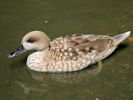 Marbled Teal (WWT Slimbridge 07/08/09) ©Nigel Key