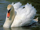 Mute Swan (WWT Slimbridge 07/08/09) ©Nigel Key