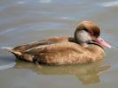 Red-Crested Pochard (WWT Slimbridge 07/08/09) ©Nigel Key