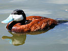 Ruddy Duck (WWT Slimbridge 07/08/09) ©Nigel Key