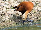 Ruddy Shelduck (WWT Slimbridge 07/08/09) ©Nigel Key