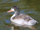 Shelduck (WWT Slimbridge 07/08/09) ©Nigel Key