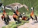 White-Faced Whistling Duck (WWT Slimbridge 07/08/09) ©Nigel Key