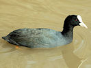 Coot (WWT Slimbridge 24/03/09) ©Nigel Key