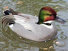 Falcated Duck (WWT Slimbridge 24/03/09) ©Nigel Key