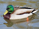 Mallard (WWT Slimbridge 24/03/09) ©Nigel Key