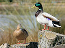 Mallard (WWT Slimbridge 24/03/09) ©Nigel Key