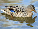 Mallard (WWT Slimbridge 24/03/09) ©Nigel Key