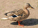 Mallard (WWT Slimbridge 24/03/09) ©Nigel Key