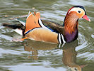 Mandarin (WWT Slimbridge 24/03/09) ©Nigel Key