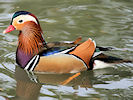 Mandarin (WWT Slimbridge 24/03/09) ©Nigel Key