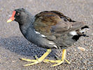 Moorhen (WWT Slimbridge 24/03/09) ©Nigel Key