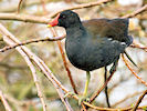 Moorhen (WWT Slimbridge 24/03/09) ©Nigel Key