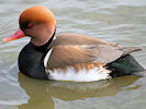 Red-Crested Pochard (WWT Slimbridge 24/03/09) ©Nigel Key