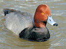 Redhead (WWT Slimbridge 24/03/09) ©Nigel Key