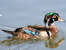 American Wood Duck (WWT Slimbridge 04/06/10) ©Nigel Key