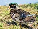 American Wood Duck (WWT Slimbridge 04/06/10) ©Nigel Key