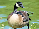 Canada Goose (WWT Slimbridge 04/06/10) ©Nigel Key