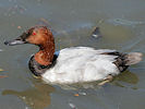 Canvasback (WWT Slimbridge 04/06/10) ©Nigel Key