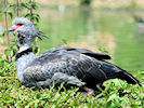 Crested Screamer (WWT Slimbridge 04/06/10) ©Nigel Key