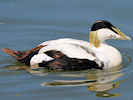 Eider (WWT Slimbridge 04/06/10) ©Nigel Key