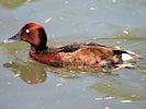 Ferruginous Duck (WWT Slimbridge 04/06/10) ©Nigel Key