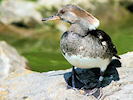 Hooded Merganser (WWT Slimbridge 04/06/10) ©Nigel Key