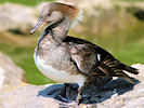 Hooded Merganser (WWT Slimbridge 04/06/10) ©Nigel Key