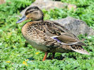 Mallard (WWT Slimbridge 04/06/10) ©Nigel Key