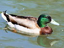 Mallard (WWT Slimbridge 04/06/10) ©Nigel Key