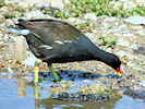 Moorhen (WWT Slimbridge 04/06/10) ©Nigel Key