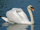 Mute Swan (WWT Slimbridge 04/06/10) ©Nigel Key