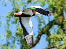 Shelduck (WWT Slimbridge 04/06/10) ©Nigel Key