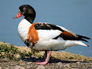 Shelduck (WWT Slimbridge 04/06/10) ©Nigel Key