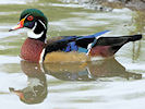 American Wood Duck (WWT Slimbridge 09/09/10) ©Nigel Key