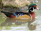 American Wood Duck (WWT Slimbridge 09/09/10) ©Nigel Key