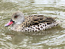 Cape Teal (WWT Slimbridge 09/09/10) ©Nigel Key