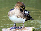 Hooded Merganser (WWT Slimbridge 09/09/10) ©Nigel Key