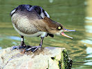 Hooded Merganser (WWT Slimbridge 09/09/10) ©Nigel Key