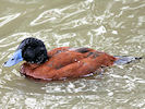 Maccoa (WWT Slimbridge 09/09/10) ©Nigel Key