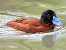 Maccoa (WWT Slimbridge 09/09/10) ©Nigel Key