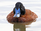 Maccoa (WWT Slimbridge 09/09/10) ©Nigel Key